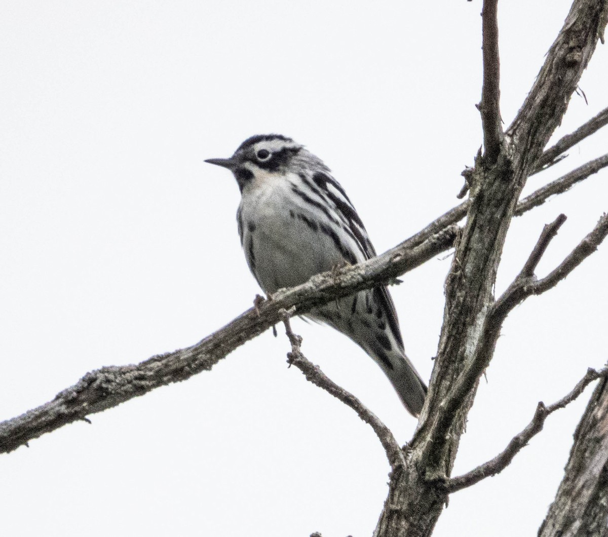Black-and-white Warbler - ML619253488