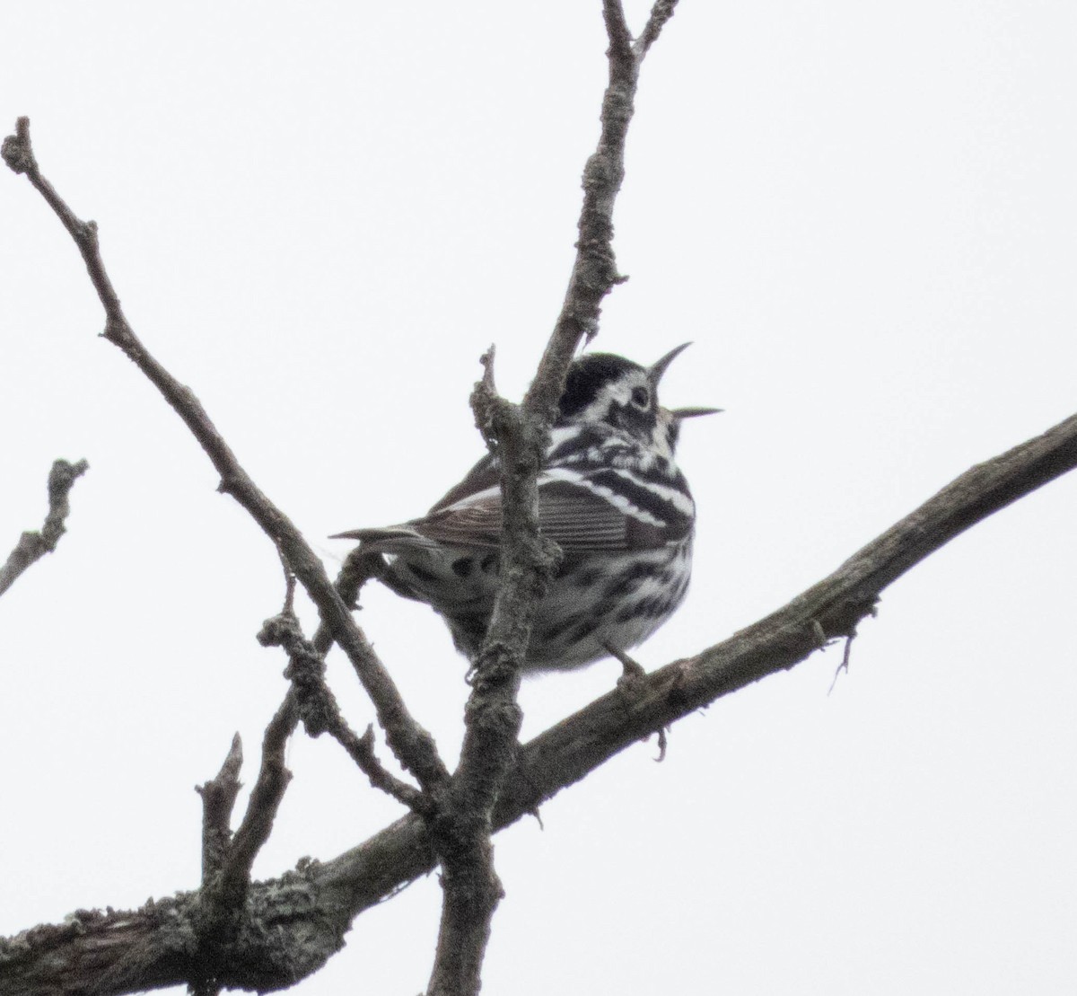 Black-and-white Warbler - ML619253489