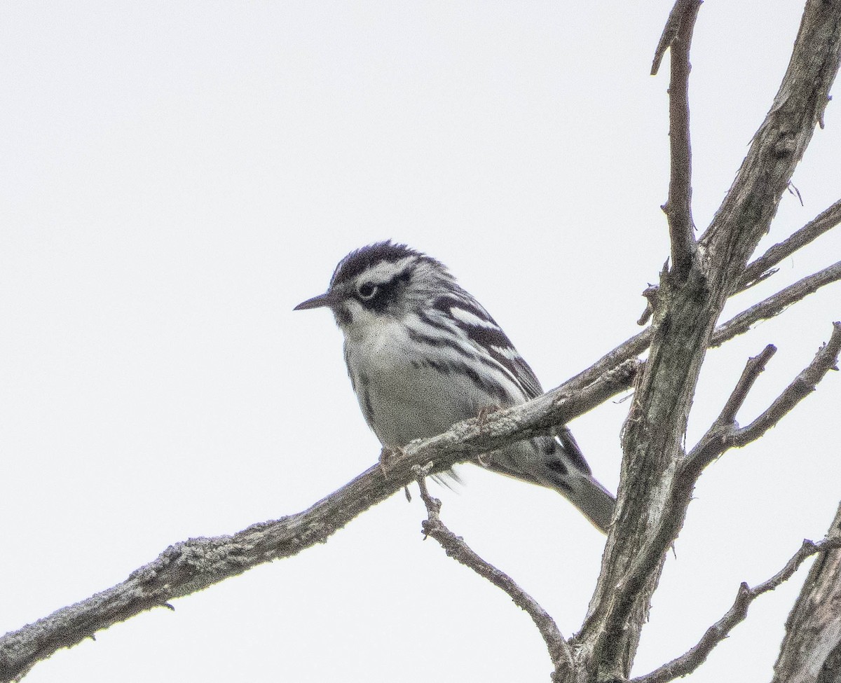 Black-and-white Warbler - ML619253490