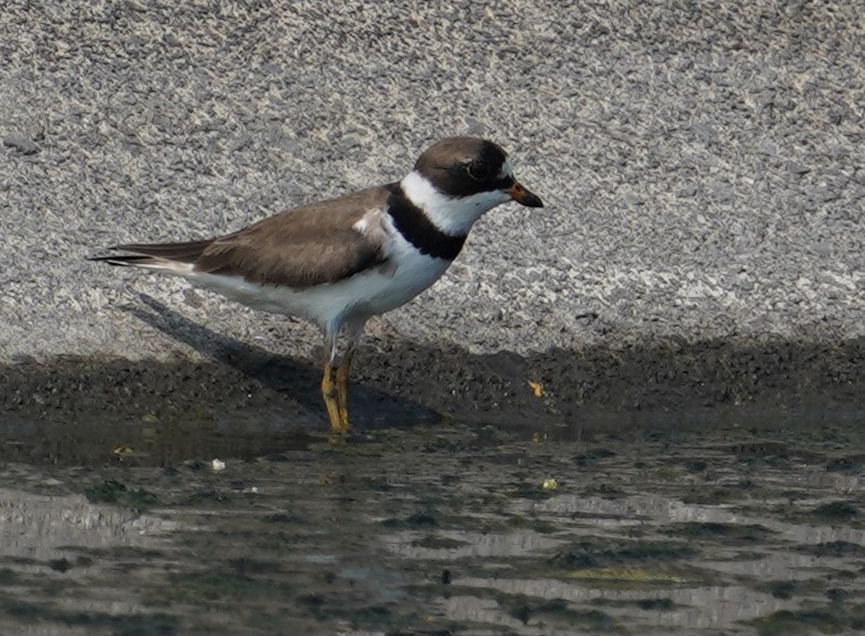 Semipalmated Plover - ML619253531