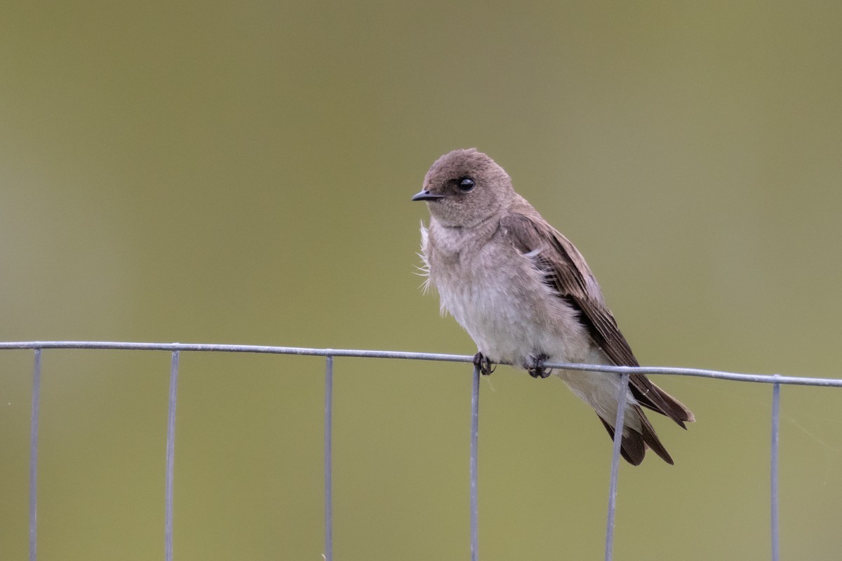 Northern Rough-winged Swallow - ML619253550