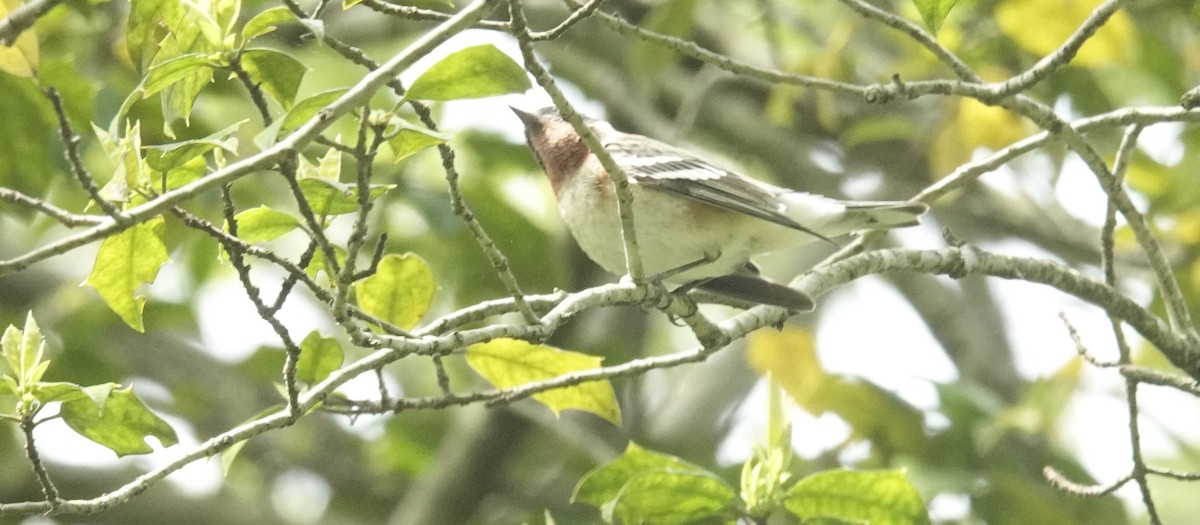 Bay-breasted Warbler - ML619253625