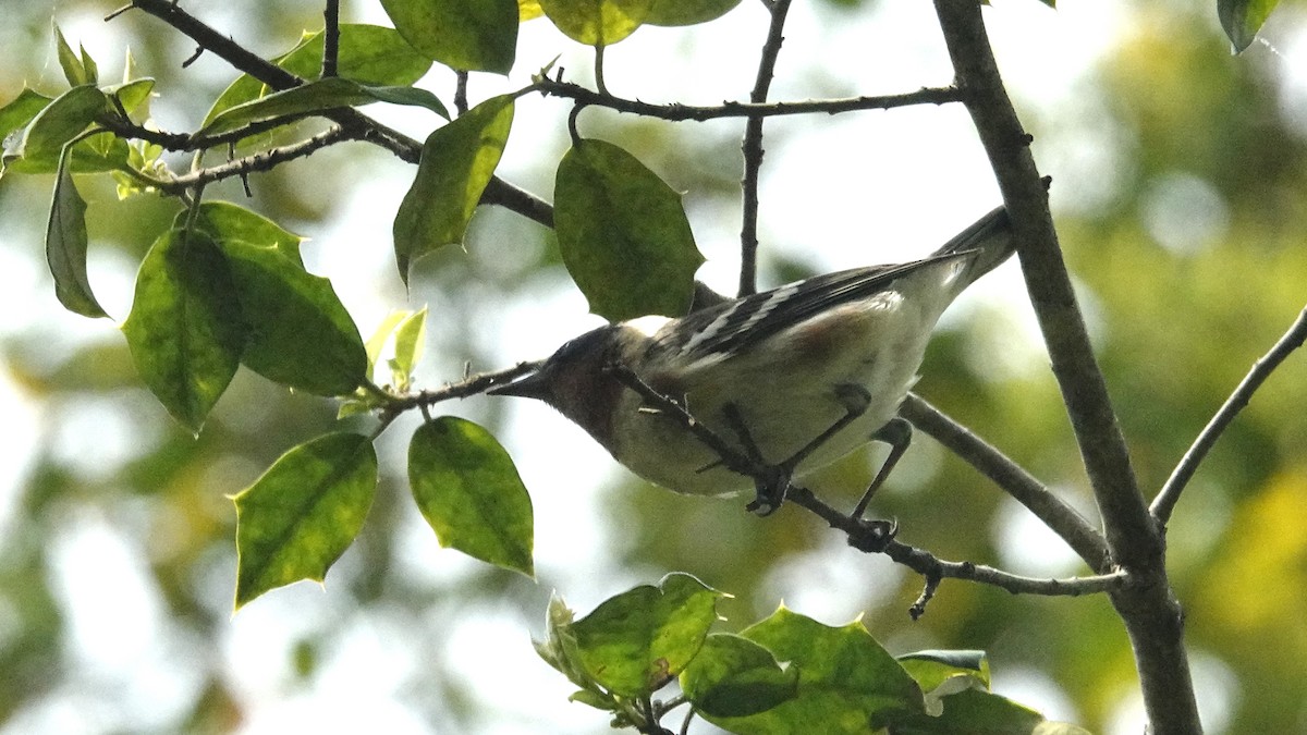 Bay-breasted Warbler - ML619253627