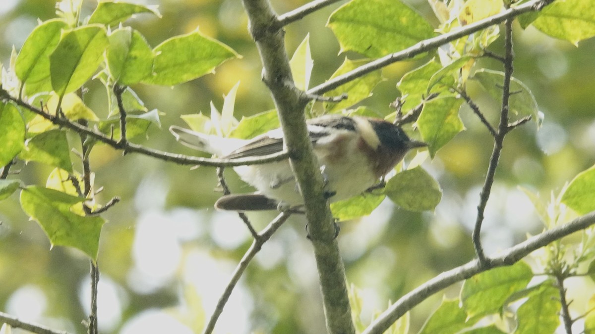 Bay-breasted Warbler - ML619253628