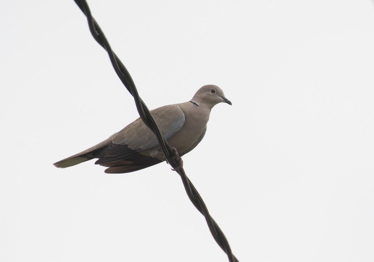 Eurasian Collared-Dove - ML619253702