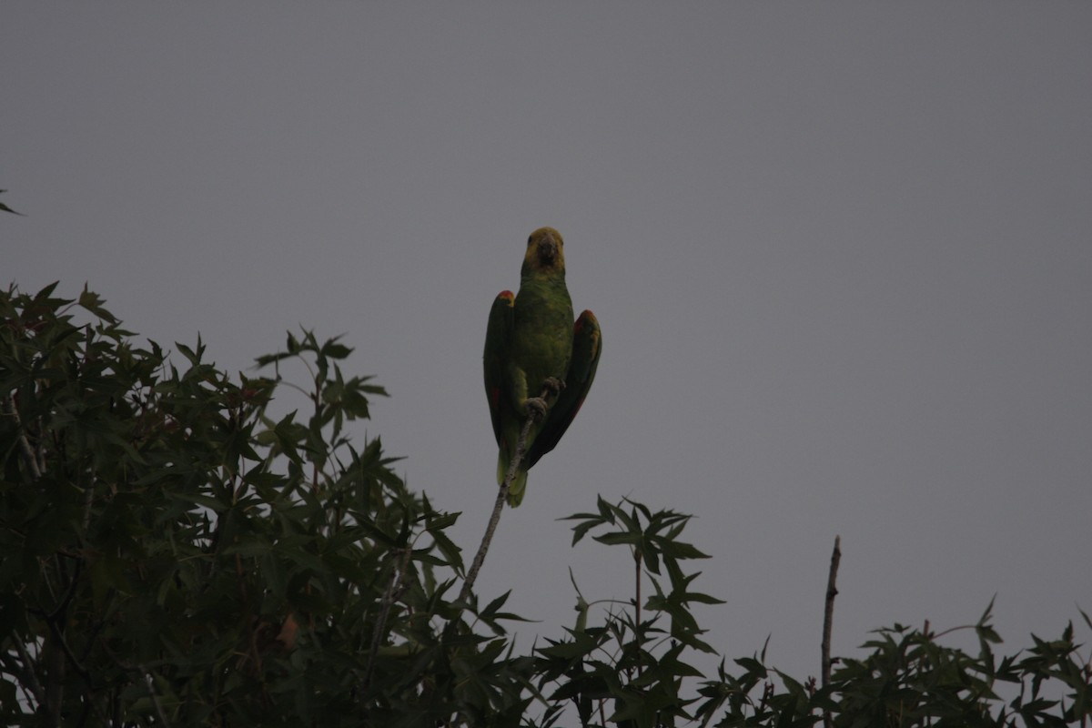Yellow-headed Parrot - ML619253729