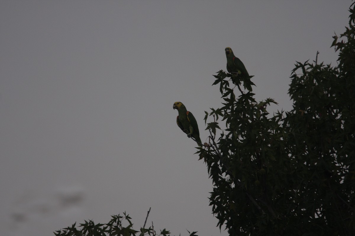 Yellow-headed Parrot - ML619253744