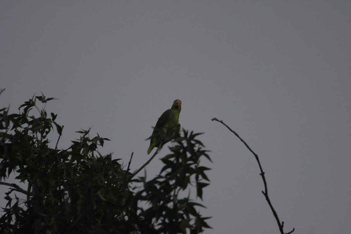 Red-crowned Parrot - ML619253747