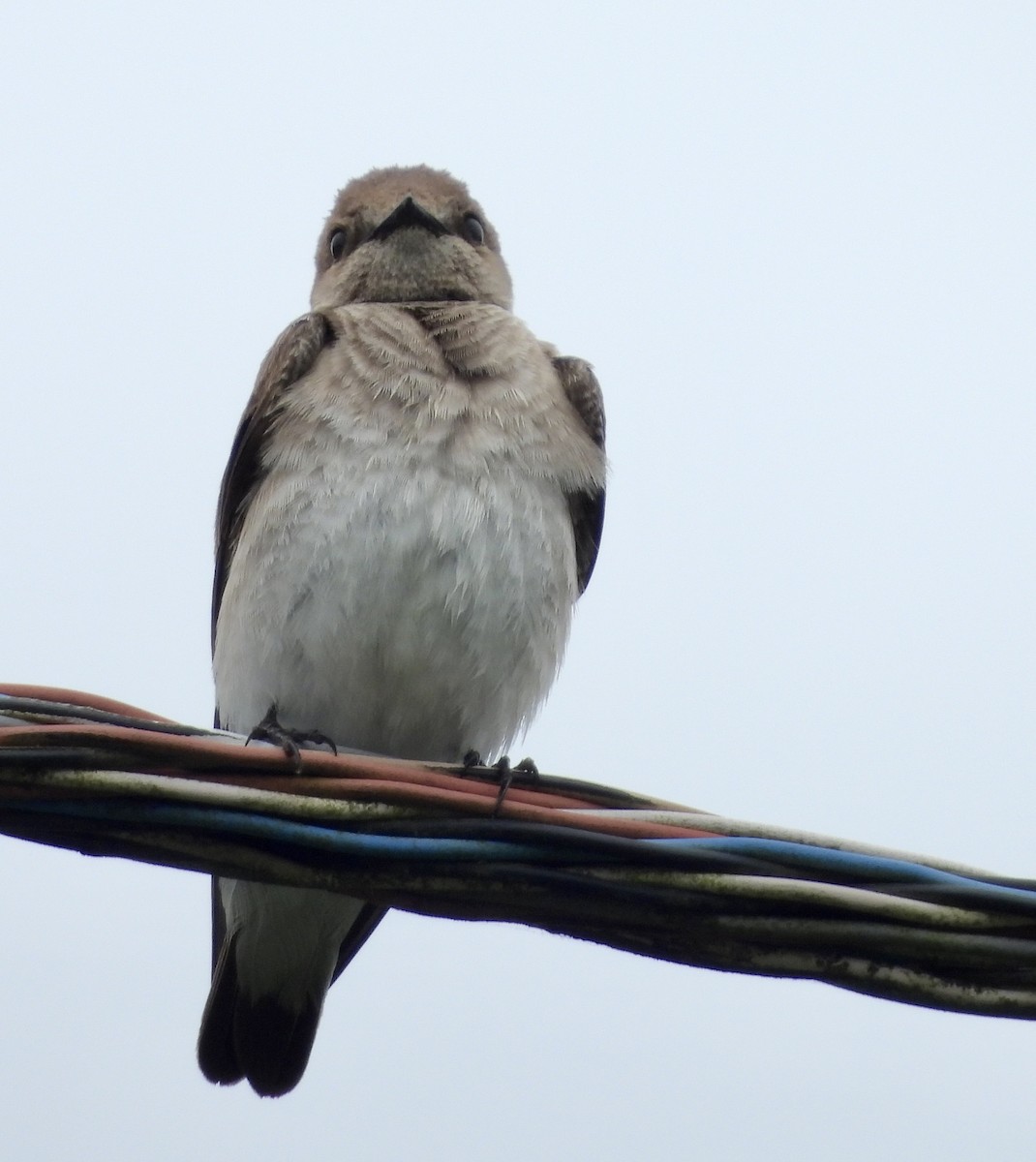 Northern Rough-winged Swallow - ML619253753