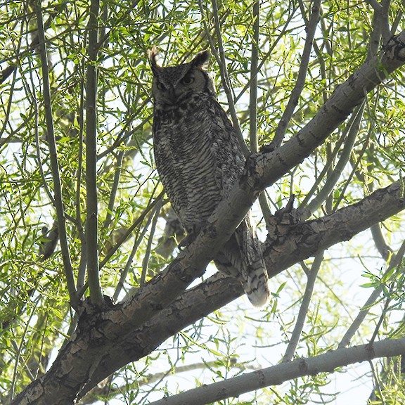 Great Horned Owl - ML619253805