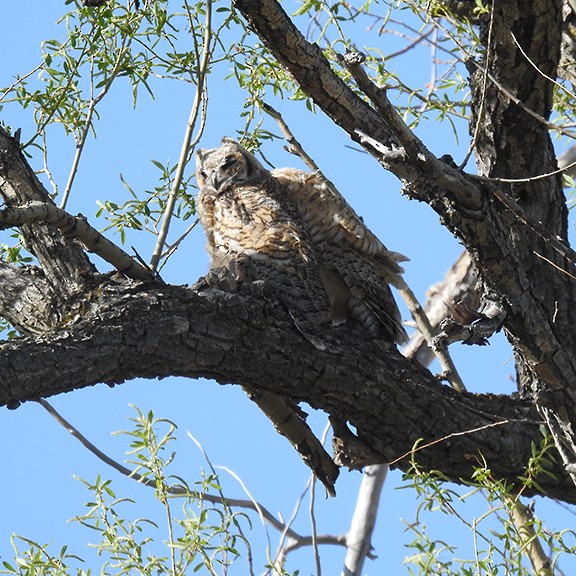 Great Horned Owl - ML619253814