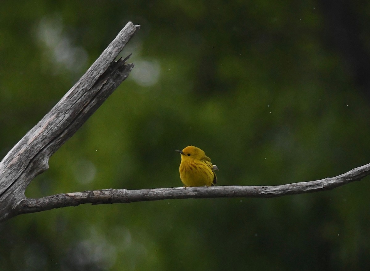 Yellow Warbler (Northern) - ML619253833