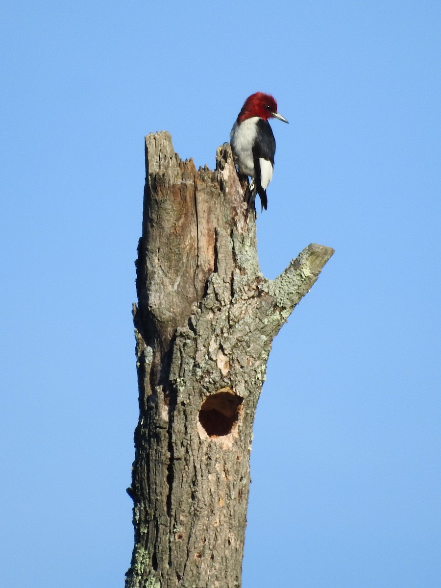 Red-headed Woodpecker - ML619253834