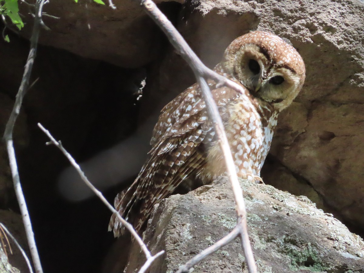 Spotted Owl - ML619253924