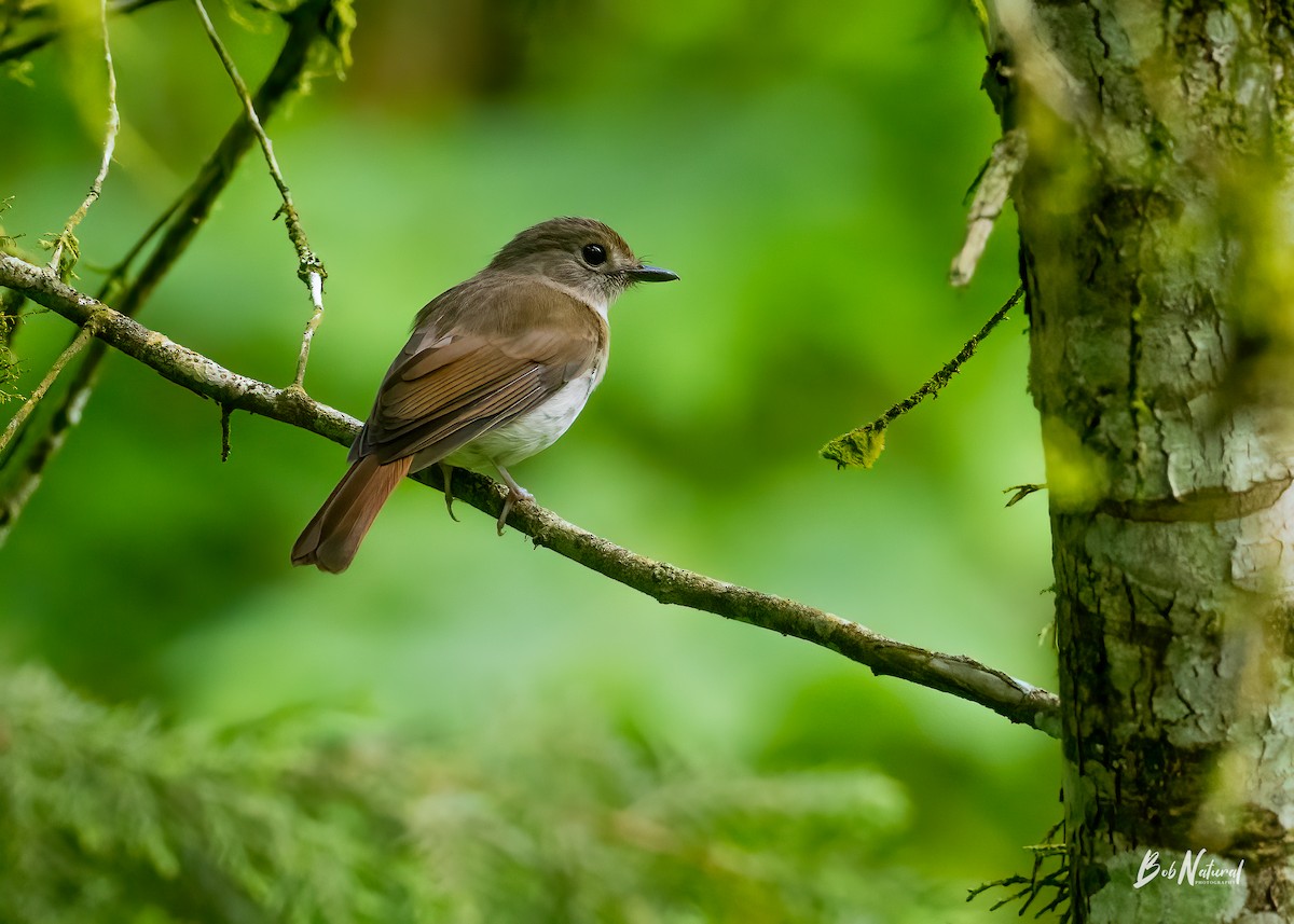 Fulvous-chested Jungle Flycatcher - ML619253931