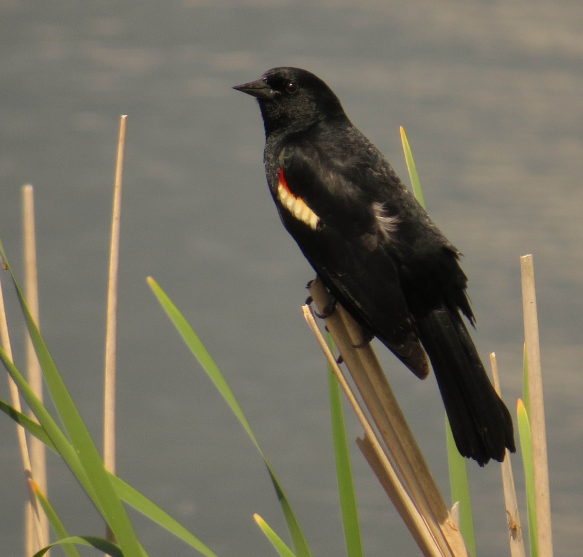 Red-winged Blackbird - ML619253975