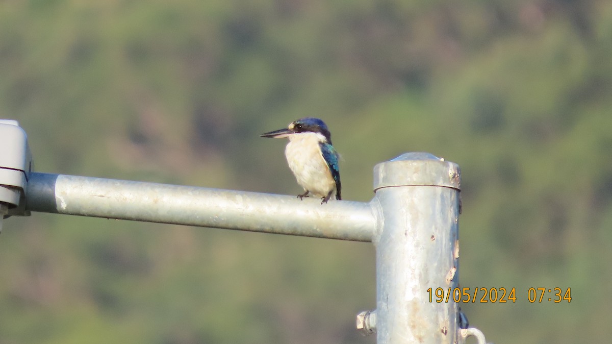 Forest Kingfisher - ML619253985