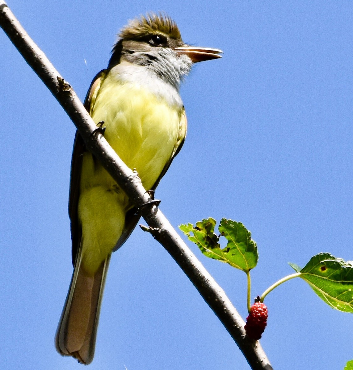 Great Crested Flycatcher - ML619253987