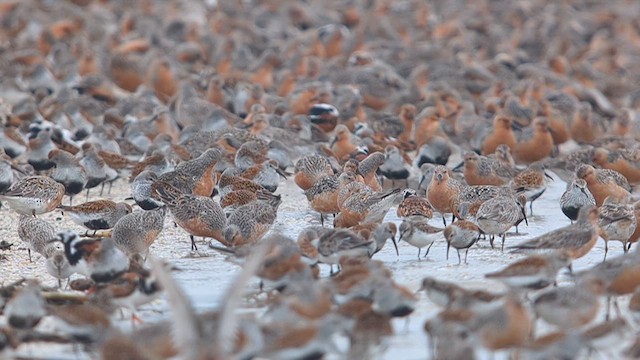 Red Knot - ML619253991