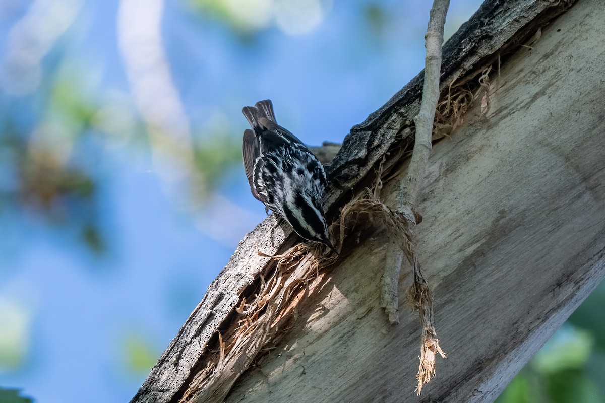 Black-and-white Warbler - ML619254036