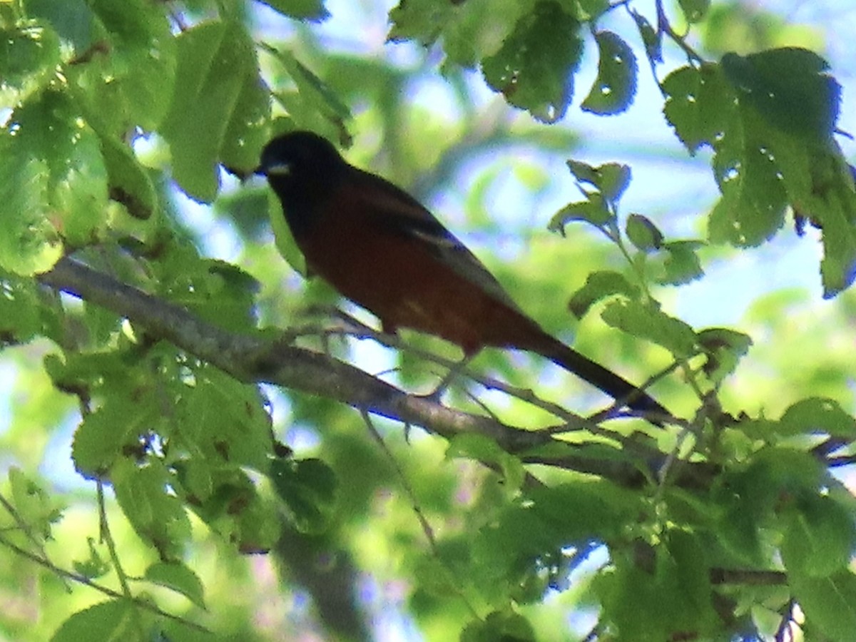 Orchard Oriole - ML619254051