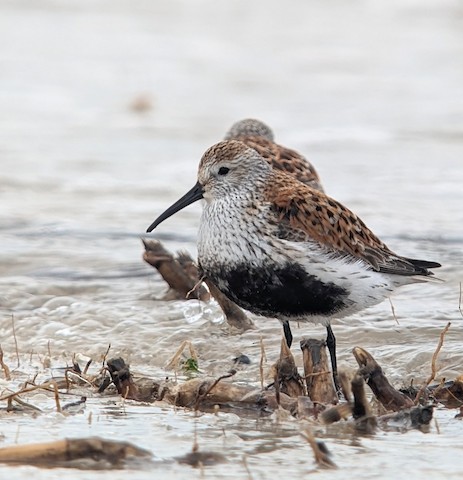 Dunlin - Scott Barnes