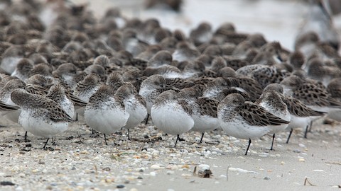 Semipalmated Sandpiper - Scott Barnes