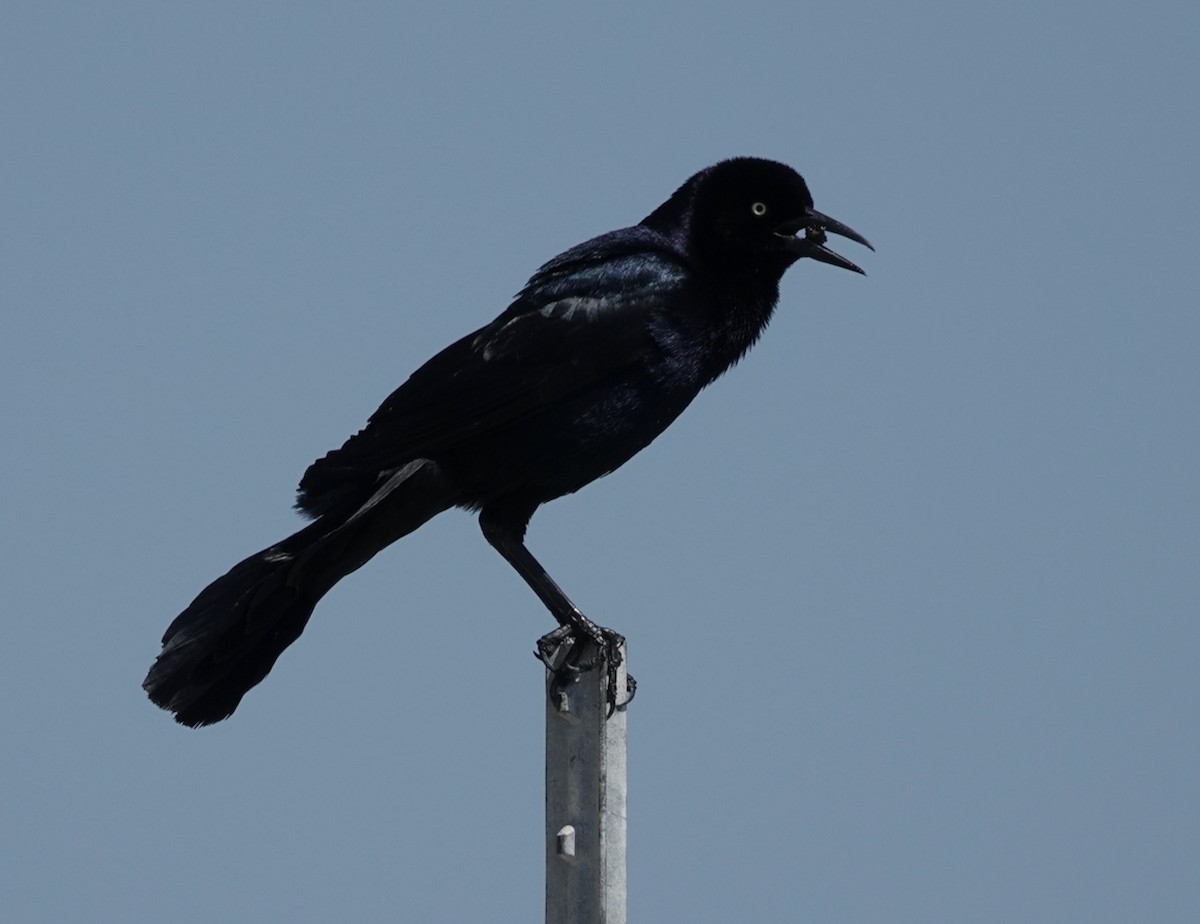Boat-tailed Grackle - ML619254142