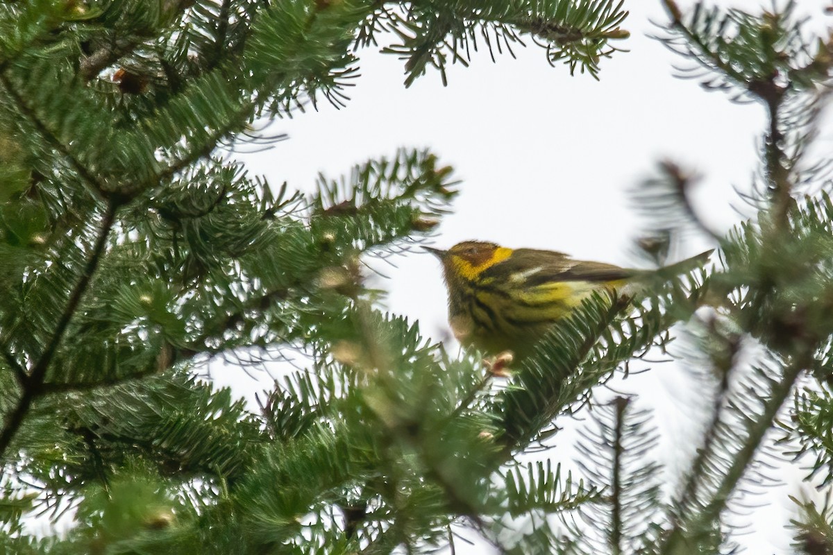 Cape May Warbler - ML619254167