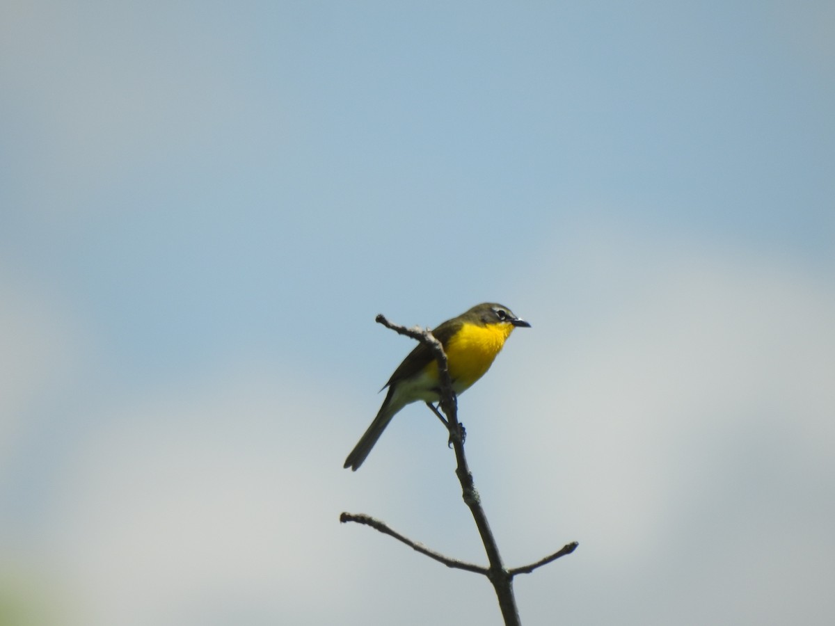 Yellow-breasted Chat - ML619254192
