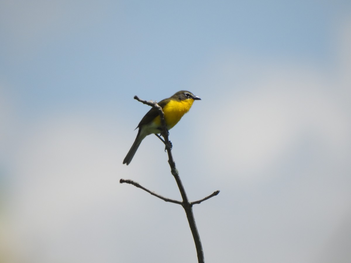 Yellow-breasted Chat - ML619254193
