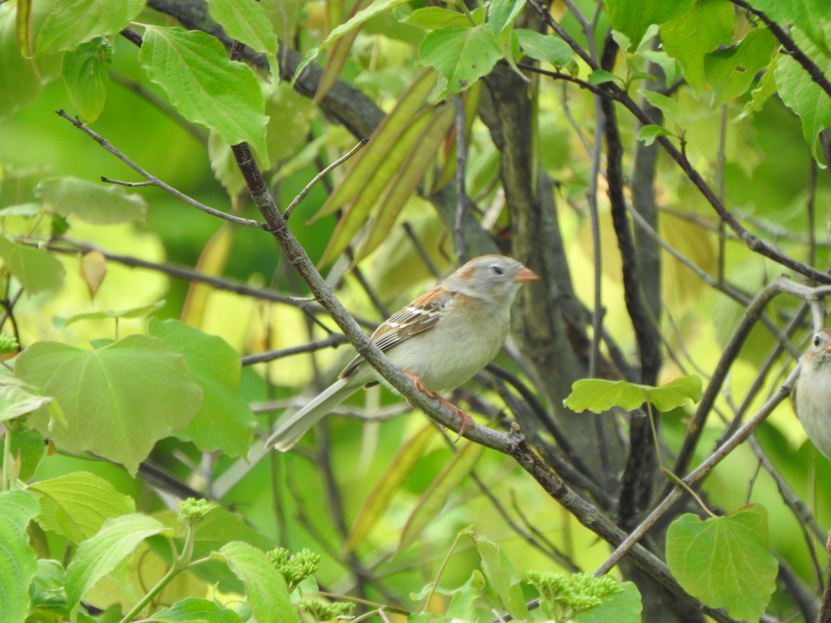 Field Sparrow - ML619254239