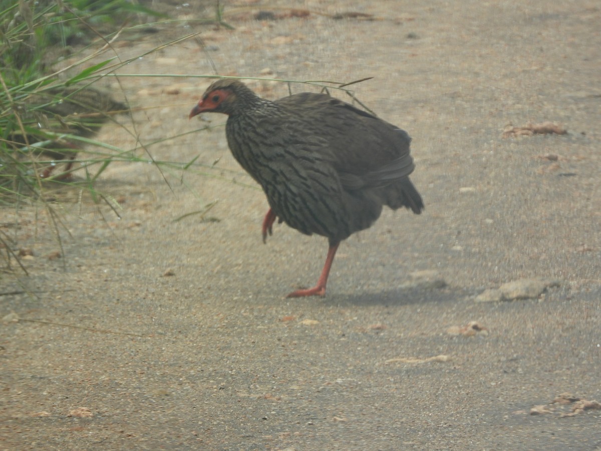 Red-necked Spurfowl - ML619254275