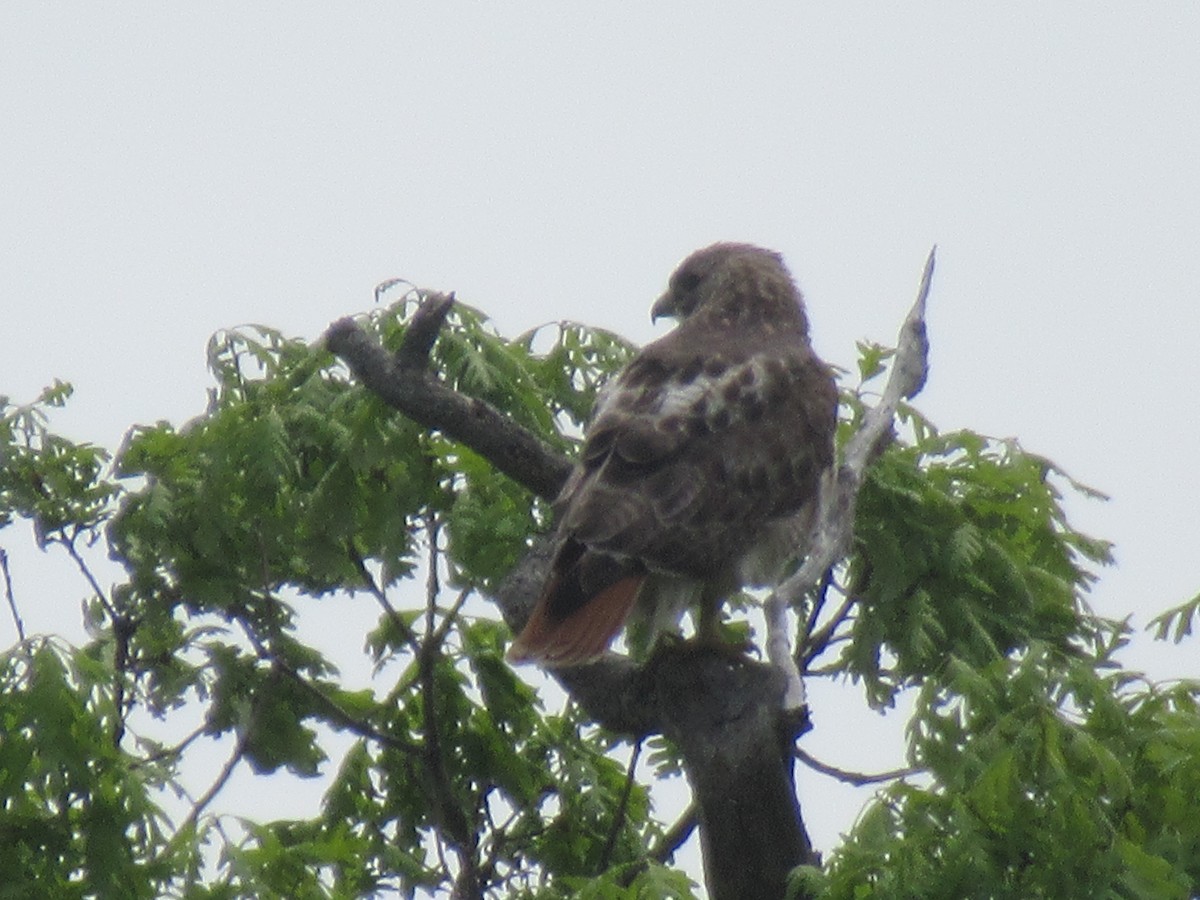Red-tailed Hawk - ML619254311