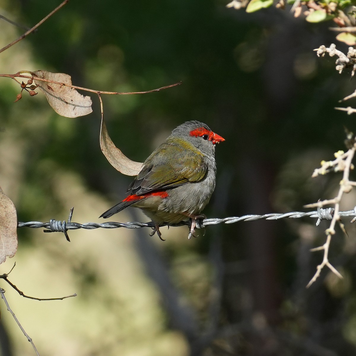 Red-browed Firetail - ML619254386