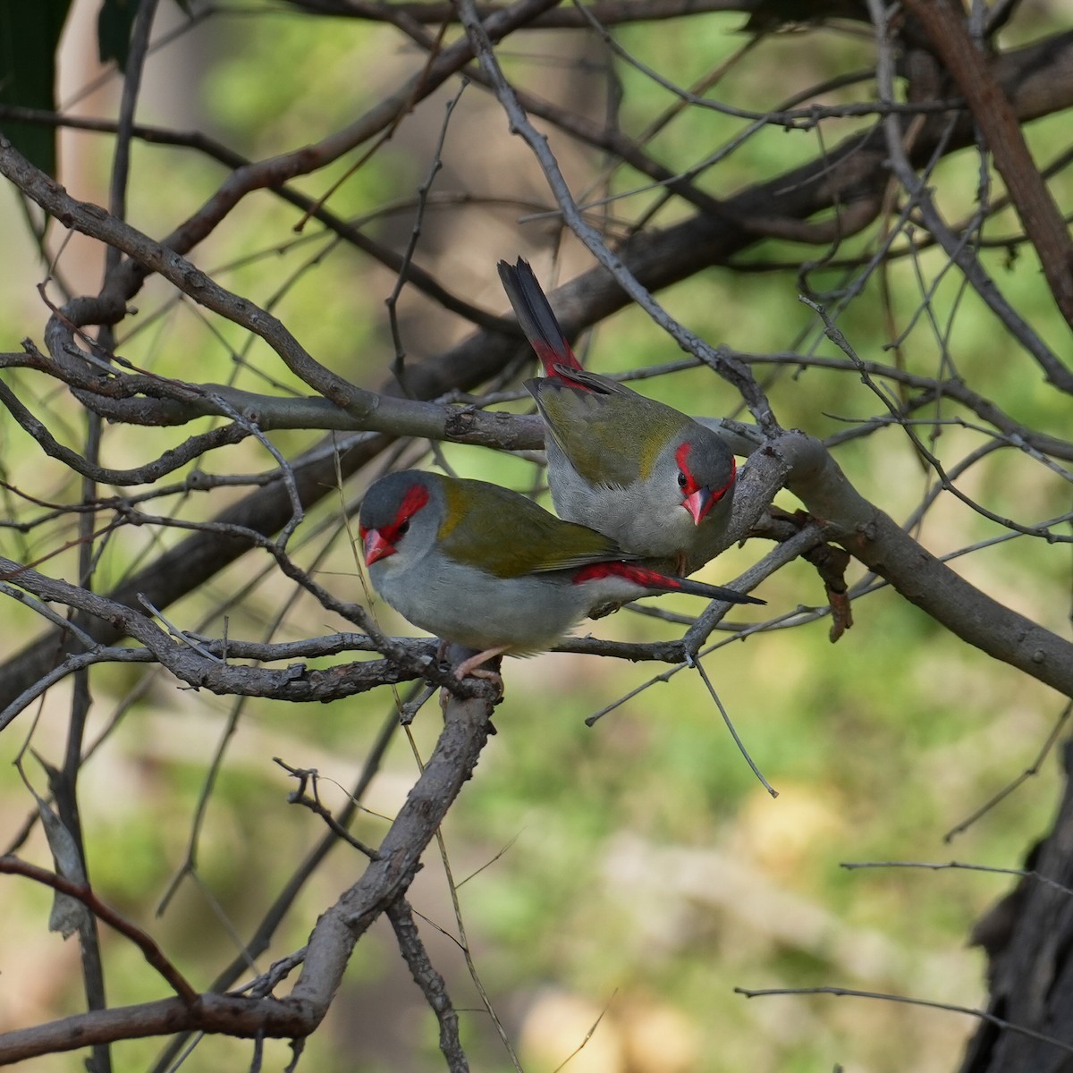 Red-browed Firetail - ML619254387