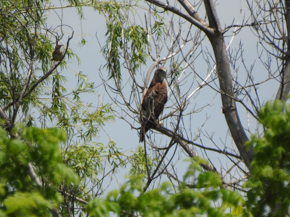 Red-tailed Hawk - ML619254391
