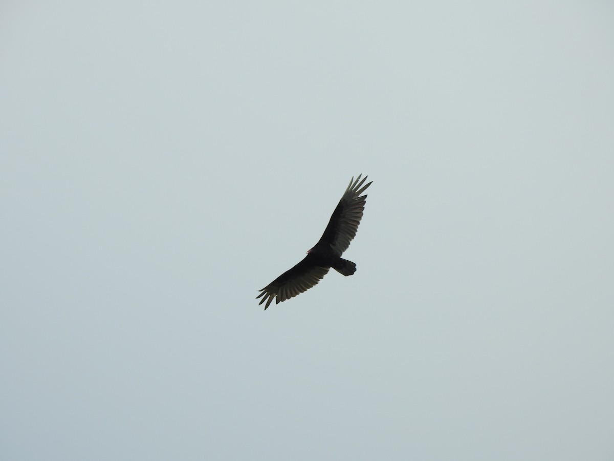 Turkey Vulture - ML619254394