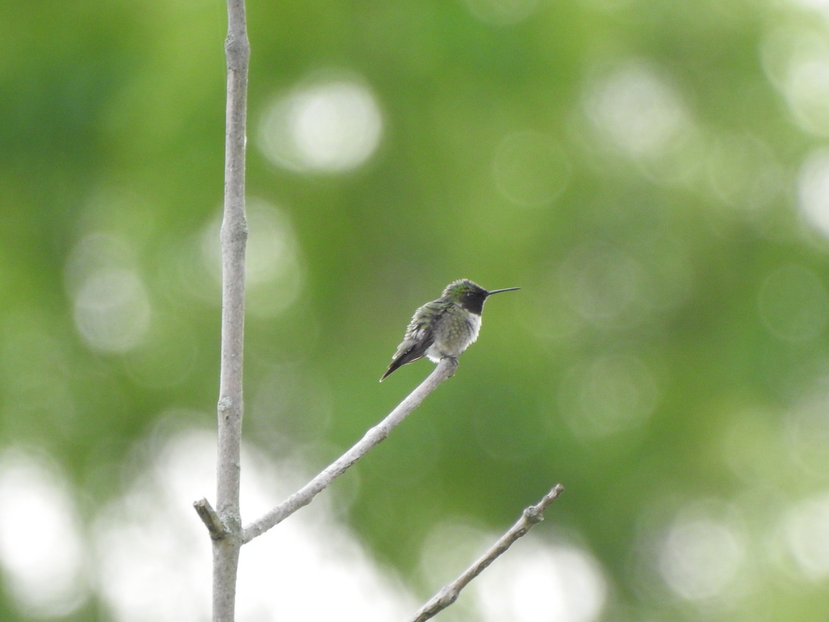 Ruby-throated Hummingbird - ML619254402