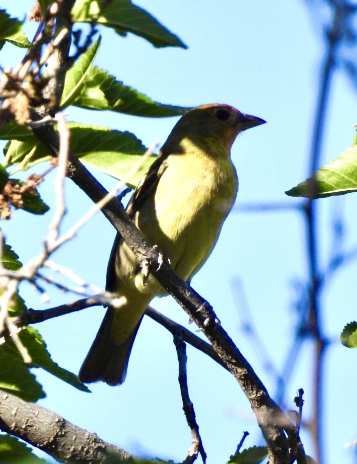 Western Tanager - ML619254427