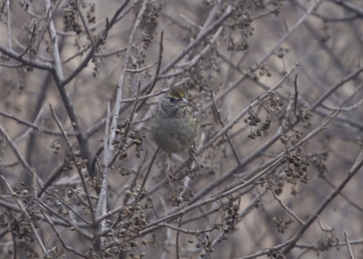 Golden-crowned Sparrow - ML619254441