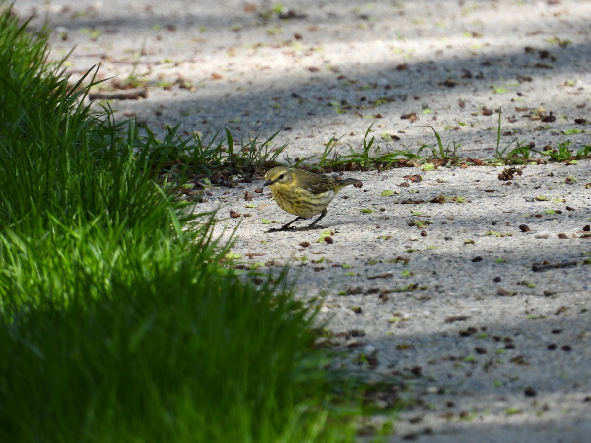 Cape May Warbler - ML619254447