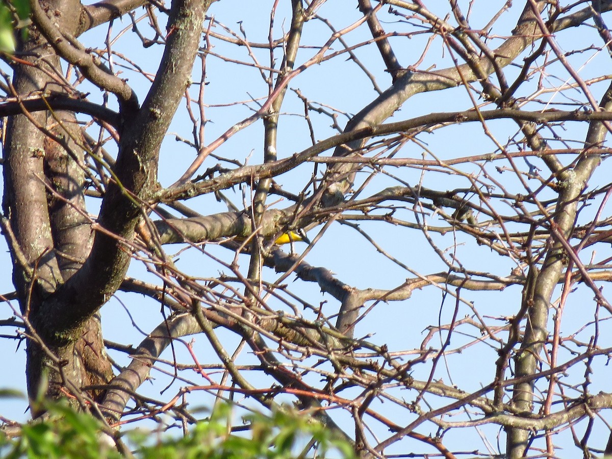 Yellow-breasted Chat - ML619254512