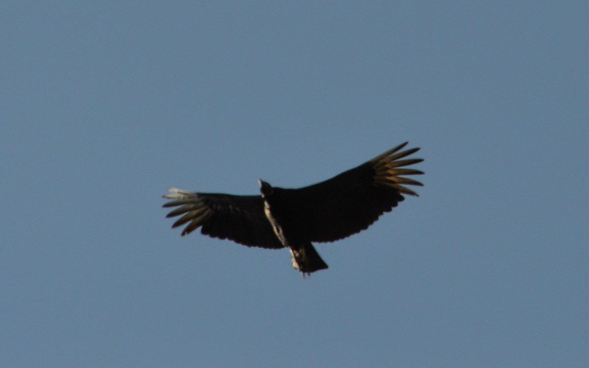 Black Vulture - ML619254635