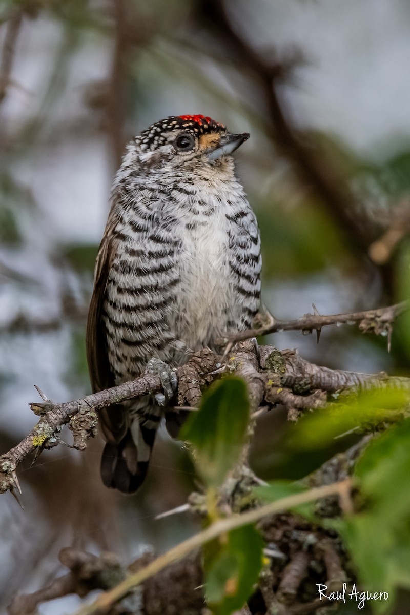 White-barred Piculet - ML619254652