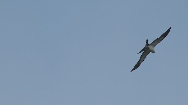 Swallow-tailed Kite - ML619254703