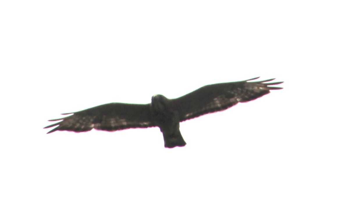 Broad-winged Hawk - ML619254778