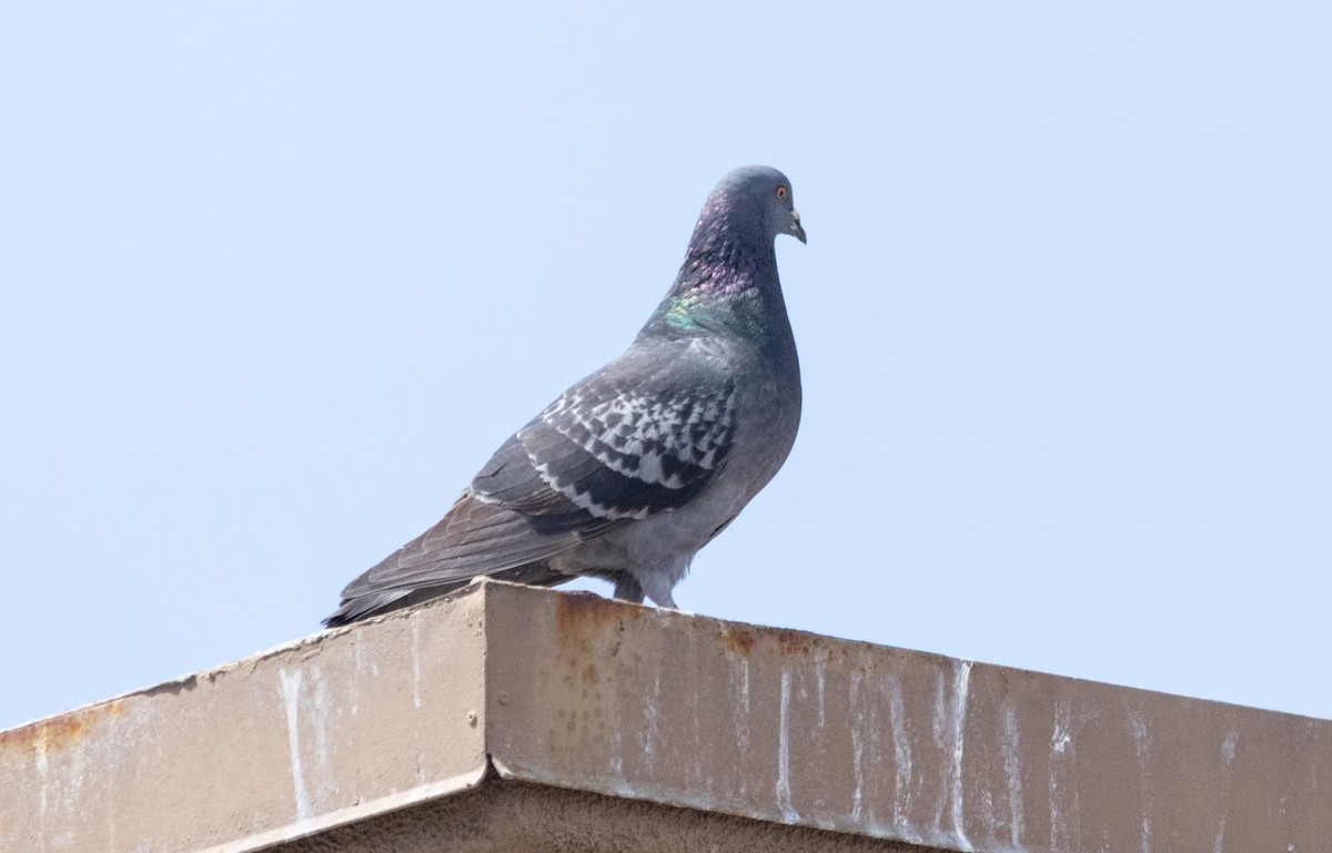 Rock Pigeon (Feral Pigeon) - ML619254805