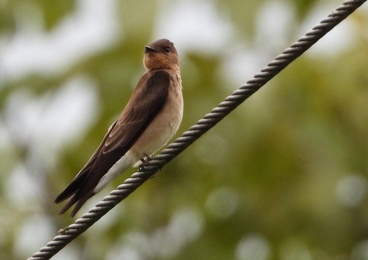 Southern Rough-winged Swallow - ML619254807