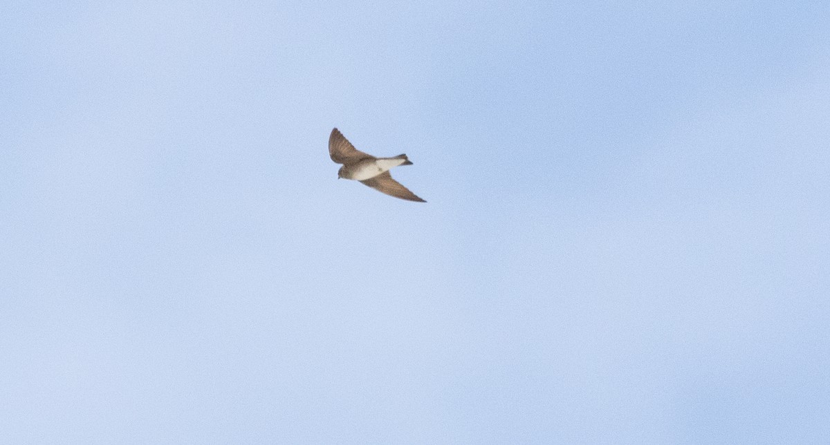 Northern Rough-winged Swallow - ML619254815